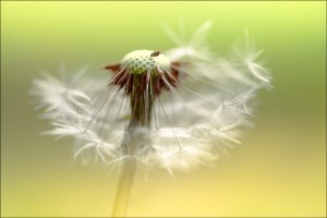 soft_wishes_03_10_10_5809