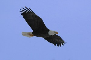 Eagle in flight