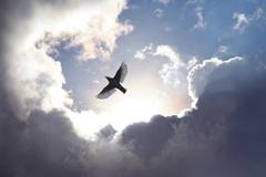 soaring-bird-for-albert-blog