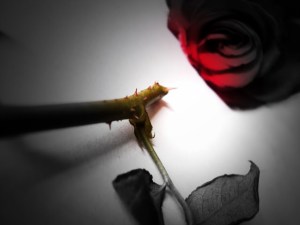 thorns or roses bw