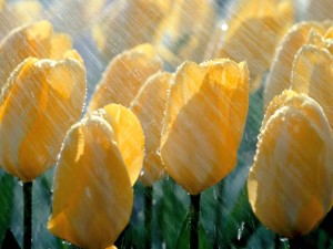 spring-rain-desktop-wallpaper-10-300x225