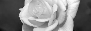 001_ROSE-1024x360
